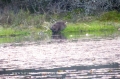 beavers, scotland, aigas, wild-18